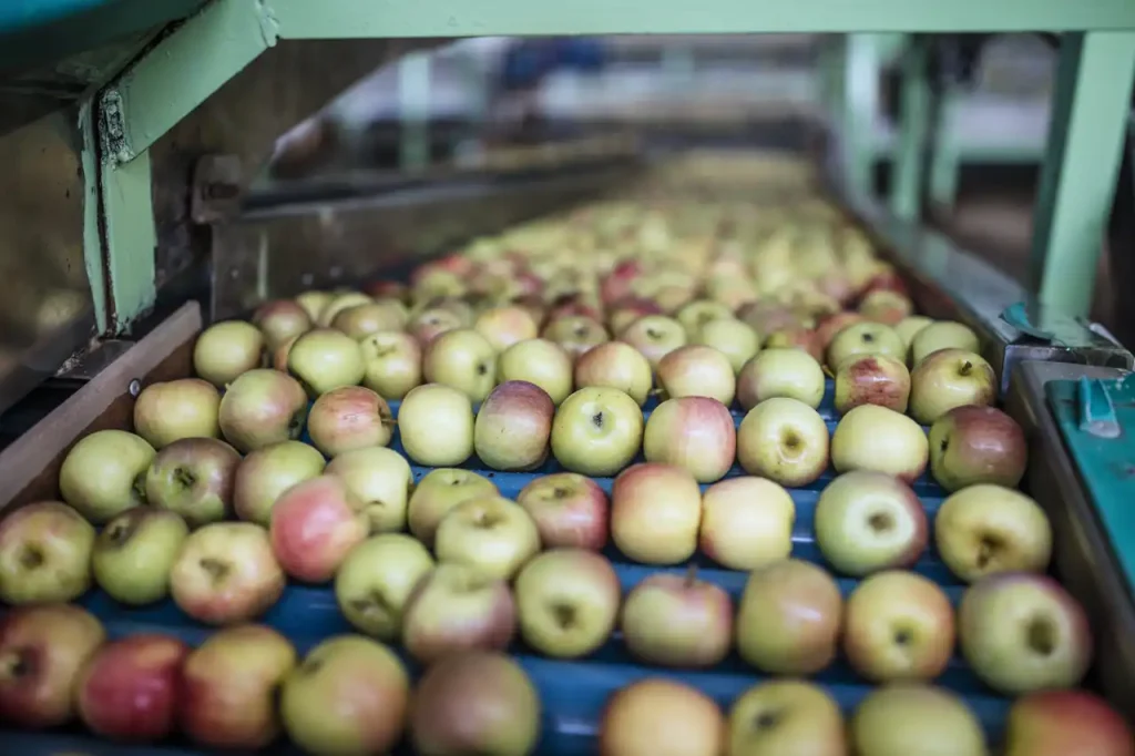 Apples in factory on conveyor belt 2024 09 14 12 44 30 utc